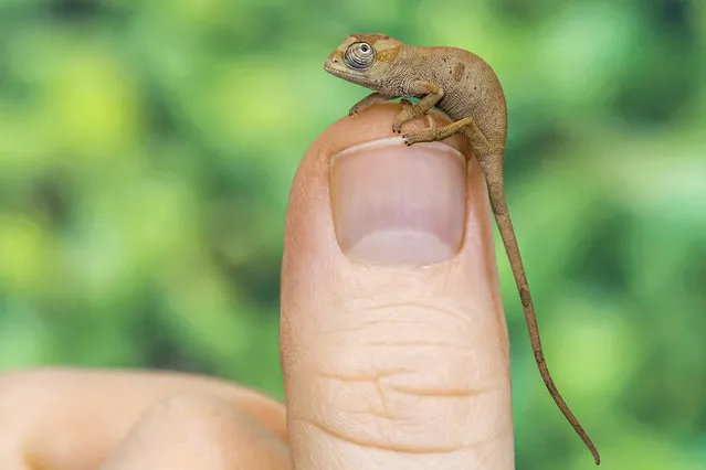 A young rednose dwarf chameleon (Kinyongia oxyrhina) perches on a zookeeper’s thumb at the Tiergarten Schönbrunn in Vienna on September 12, 2023. The chameleons were found by customs officers in a suitcase in 2021, and have bred at the zoo. (Photo by Daniel Zupanc/Newsflash)