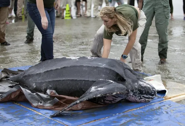 Biologist Lauryn Wright of the South Carolina Department of Natural Resources helps to release a leatherback turtle in Isle of Palms, South Carolina March 12, 2015. (Photo by Randall Hill/Reuters)