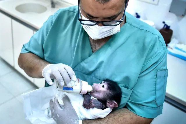 Baby baboon named “Nisan”, who was born last month and taken under protection as it was not wanted by its mother, is seen as it is fed by a veterinary at Tarsus Nature Park in Mersin, Turkey on May 30, 2021. A special living space has been created for the baboon and it is fed with bottle. (Photo by Serkan Avci/Anadolu Agency via Getty Images)