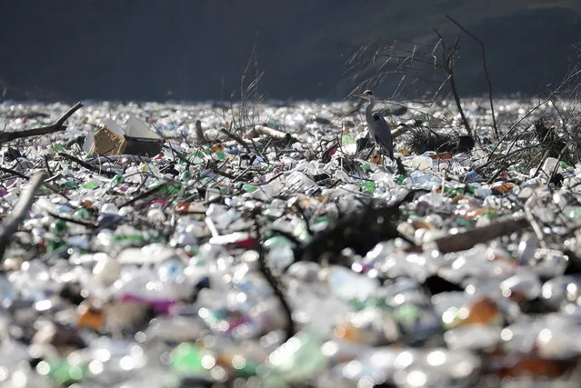 A grey heron stands between dumped plastic bottles and barrels on the bank of the Potpecko Lake on the Lim river, near city of Priboj, Serbia, Tuesday, January 5, 2021. Plastic bottles and other garbage are among tons of garbage clogging rivers in Serbia, Montenegro and Bosnia that were once famous for their emerald color and crystal clear waters. (Photo by Dragan Karadarevic/AP Photo)