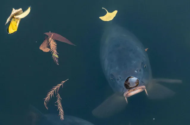 A carp waits in an autumn pond in the palm garden for food from visitors in Frankfurt, Germany on November 16, 2018. (Photo by Frank Rumpenhorst/DPA)