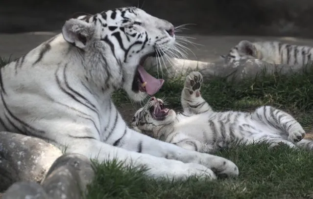 Clarita the Bengal tiger plays with one of her three cubs at the Huachipa Zoo, on the outskirts of Lima, Peru, October 30, 2018. Clarita's three cubs, who are eight weeks old, will be named through a naming competition according to the zoo. (Photo by Martin Mejia/AP Photo)
