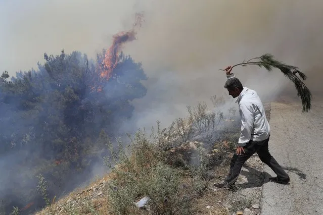 A man tries to extinguish a forest fire, at Qobayat village, in the northern Akkar province, Lebanon, Thursday, July 29, 2021. (Photo by Hussein Malla/AP Photo)