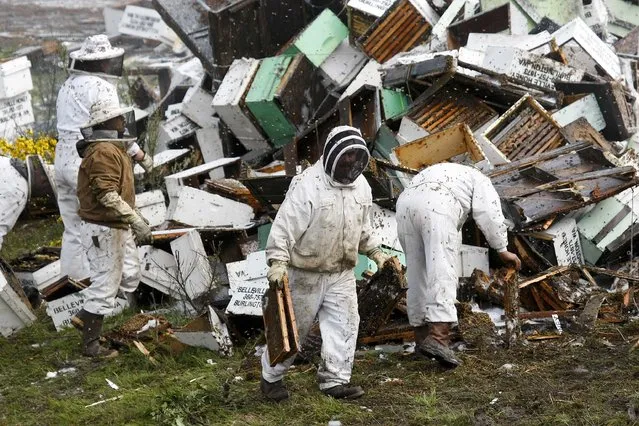 Beekeepers attend to a semi-trailer truck that overturned with a cargo of bees on a highway in Lynnwood, Washington April 17, 2015. (Photo by Ian Terry/Reuters)