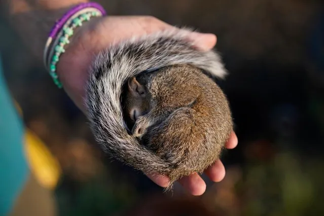 Penny Verdin displays a sleeping squirrel she helped rescue after it was injured during Hurricane Ida, Saturday, September 4, 2021, in Dulac, La. (Photo by John Locher/AP Photo)