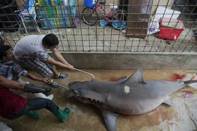 People use metal hooks as they move a shark inside house near a wholesale market for fish and other seafood in Mahachai, in Thailand's Samut Sakhon province April 23, 2015. (Photo by Damir Sagolj/Reuters)