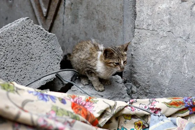 A cat sits at the site of an Israeli strike on a house, amid the ongoing conflict between Israel and the Palestinian Islamist group Hamas, in Rafah in the southern Gaza Strip on January 17, 2024. (Photo by Ibraheem Abu Mustafa/Reuters)