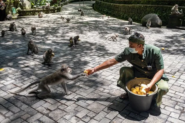 A man feeds macaques at Ubud Monkey Forest in Bali, Indonesia, 20 September 2021. The Indonesian state consortium donated funds to feed monkeys in some areas of Bali as COVID-19 restrictions for tourists resulted in a reduced amount of admission fees, which is the main source of funding to buy food for the primates. (Photo by Made Nagi/EPA/EFE)