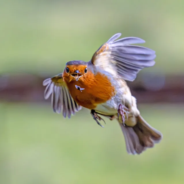 A skilful robin swoops in to catch a mid-air fly in Hessett, Suffolk, UK in the last decade of February 2024. (Photo by Ivor Otley/Animal News Agency)