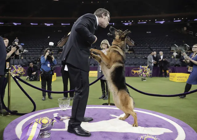 Rumor, a German shepherd, leaps to lick her handler and co-owner Kent Boyles on the face after winning Best in Show at the 141st Westminster Kennel Club Dog Show, early Wednesday, February 15, 2017, in New York. (Photo by Julie Jacobson/AP Photo)