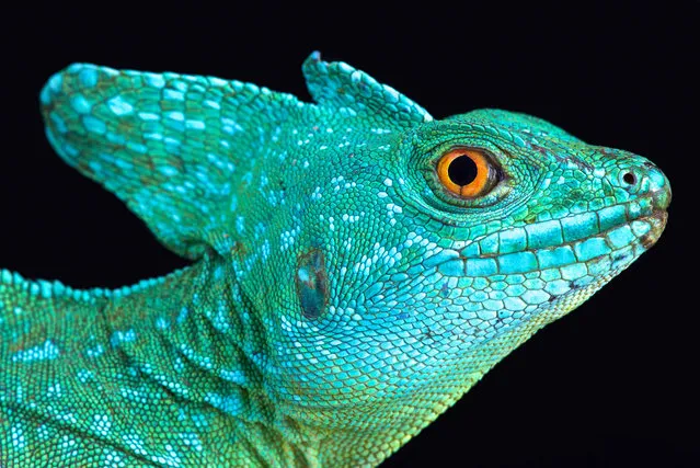 The plumed basilisk (Basiliscus-plumifrons). (Photo by Matthijs Kuijpers/The Guardian)