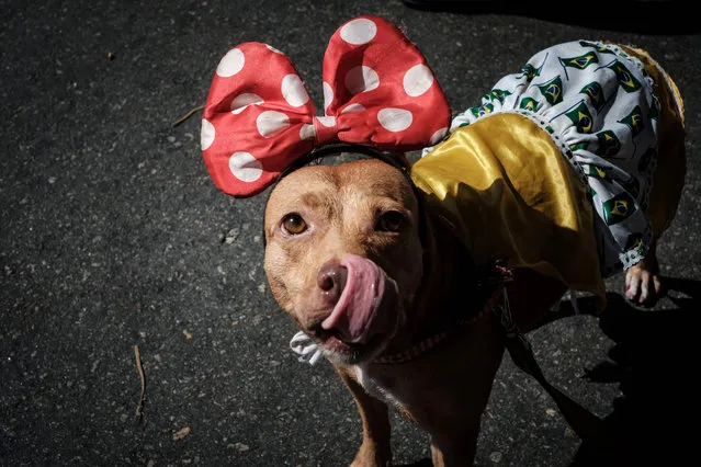 A dog dressed in costume is seenduring the Rio Dog Carnival, known as the Blocao – with “bloco” meaning street party and “cao” dog, during pre- carnival celebrations at Copacabana beach in Rio de Janeiro, Brazil, on February 19, 2017. (Photo by Yasuyoshi Chiba/AFP Photo)