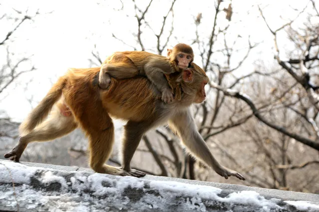 A wild macaque carries its baby on the back is seen at Huaguoshan Mountain after a snowfall on January 6, 2022 in Lianyungang, Jiangsu Province of China. (Photo by Wang Chun/VCG via Getty Images)