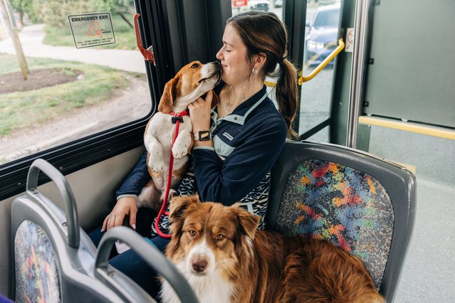 A handler Julia Gildernick rides Beagle and  Austrian Shepherd breed on a bus during the Annual Westminster Kennel Club Dog Show at Arthur Ashe Stadium in New York on May 13, 2024. (Photo by Jeenah Moon for The Washington Post)