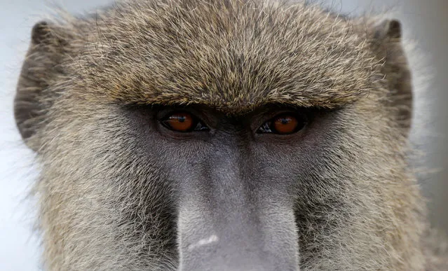 A baboon looks at the road in Amboseli National Park, Kenya, March 18, 2017. Picture taken on March 18, 2017. (Photo by Goran Tomasevic/Reuters)