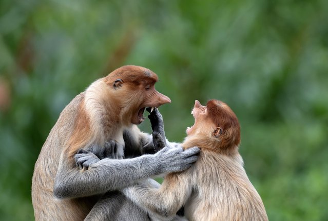 A playful encounter between an adult female proboscis monkey and a juvenile turns tense after the younger animal yanks on her nose at a sanctuary in Sandakan, Malaysia in the last decade of May 2024. (Photo by Cede Prudente/Solent News)