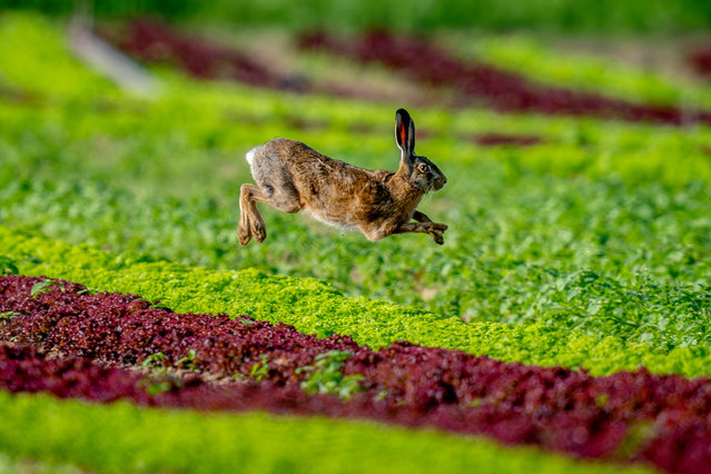 A hare jumps on a field with salads in Pfungstadt, Germany, Tuesday, June 4, 2024. (Photo by Michael Probst/AP Photo)