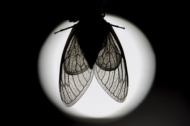 The veins of an adult periodical cicada's translucent wings are silhouetted by a distant building light, shortly after shedding its nymphal skin, Saturday, May 18, 2024, in Charleston, Ill. (Photo by Carolyn Kaster/AP Photo)