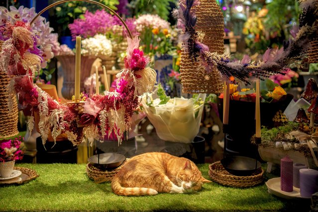 Misu the cat enjoys a nap in an air conditioned flower shop on a hot evening in Bucharest, Romania, Friday, June 21, 2024 as temperatures exceeded 35 degrees Celsius (95 Fahrenheit) during the day. The national weather forecaster issued a orange warning for western and southern Romania where temperatures are expected to reach 38 degrees Celsius (100.4 Fahrenheit) in the coming days. (Photo by Vadim Ghirda/AP Photo)