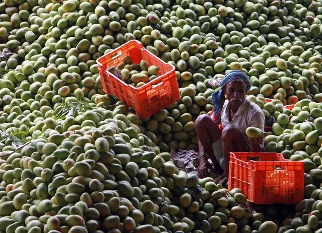 An Indian laborer sorts mangoes at a fruit market in Hyderabad, India, Wednesday, May 7, 2014. Mangoes start arriving in Indian markets in April, providing a juicy, delicious respite from summer temperatures and humidity as they start climbing to oppressive levels. (Photo by Mahesh Kumar A./AP Photo)