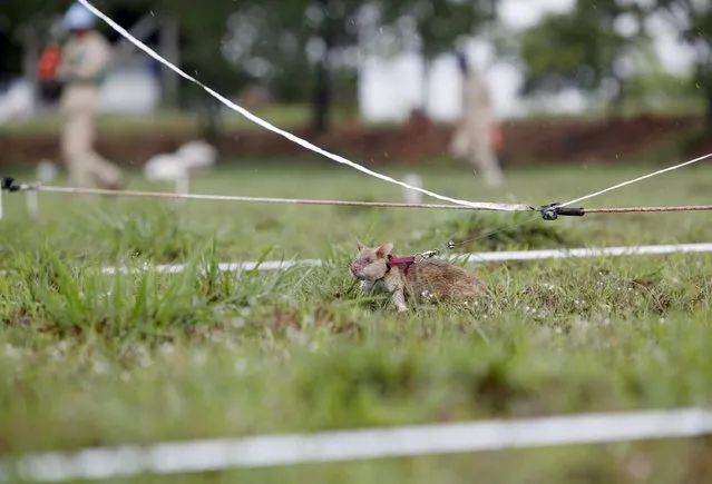 A rat undergoing training to detect mines is pictured on an inactive landmine field in Siem Reap province July 9, 2015. (Photo by Samrang Pring/Reuters)