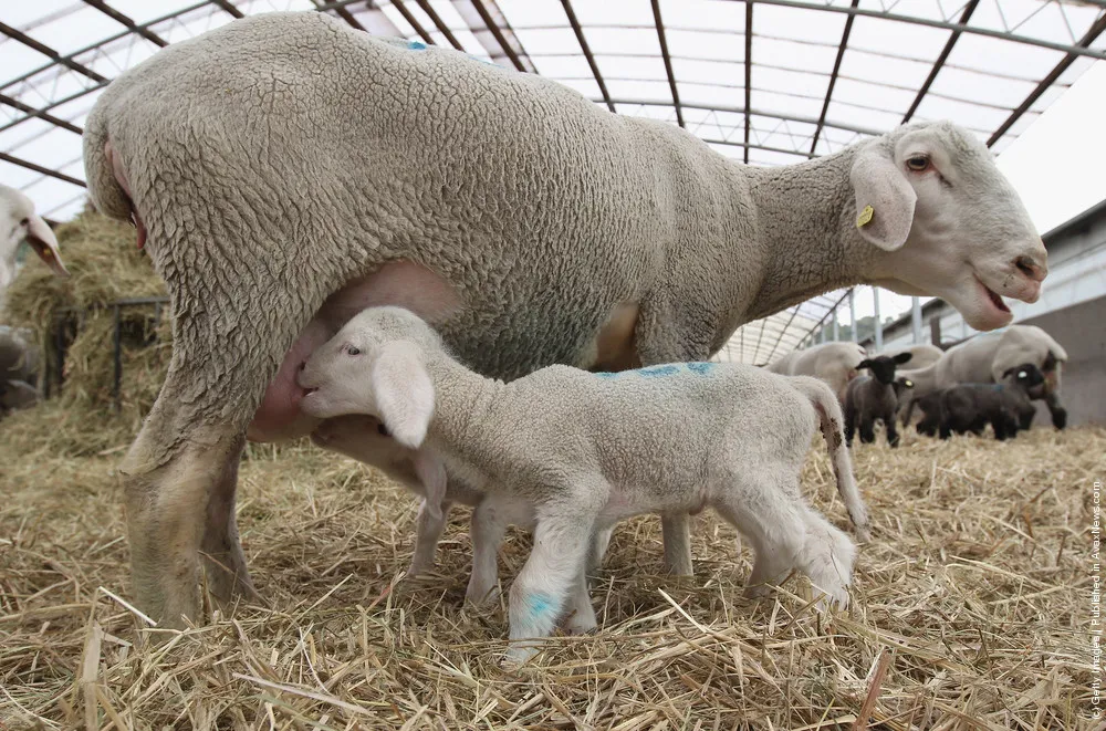 Lambing Season Underway In Brandenburg