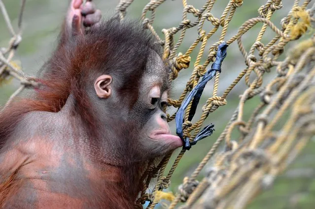 Rizki, 10 months orphaned Bornean orang utan learns to bite at Surabaya Zoo as he prepares to be released into the wild on May 19, 2014 in Surabaya, Indonesia. Damai (3) and Rizki (10 months), two orangutan brothers who were abandoned by their mother Dora (13) shortly after birth. (Photo by Robertus Pudyanto/Getty Images)