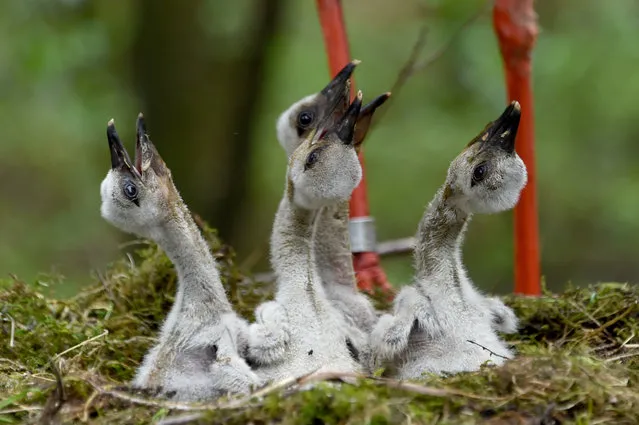 Four baby storks sit next to their parents in their nest on May 2, 2017 at the Eekholt wildlife park in Eekholt near Grossenaspe, northern Germany. (Photo by Carsten Rehder/AFP Photo/DPA)
