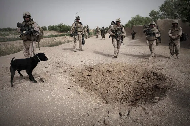 Afghanistan: Dogs of War Part 1