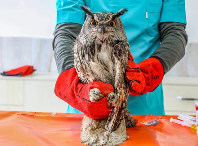 An injured hawk is seen at the Dicle Wild Animal Rescue and Rehabilitation Center during the treatment process in Diyarbakir, Turkiye on March 29, 2022. Diyarbakir, which is on the migration route of migratory birds, increases the density of bird species in the spring. These birds, which feed on pests as well as voles, frogs and reptiles, which pose a danger to agricultural products, can be poisoned or injured. (Photo by Bestami Bodruk/Anadolu Agency via Getty Images)