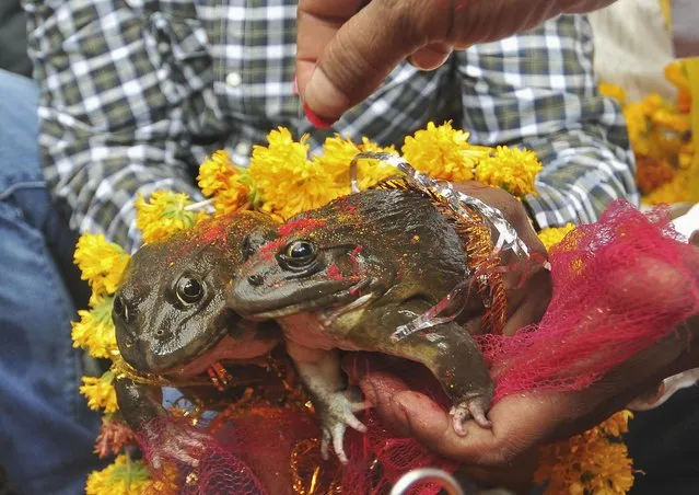 People hold frogs as they solemnise a frog marriage in the central Indian city of Nagpur June 12, 2014. The frog marriage is a traditional ritual observed by the rural folk to appease the gods to bring in rain and ensure a good harvest. (Photo by Reuters/Stringer)