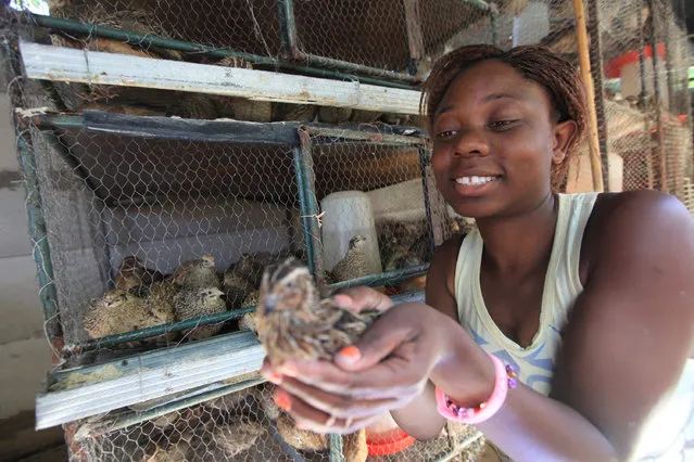 Gwynn Kariwo holds a quail bird in her hands at her home in Highfield, Harare, in this Friday, May, 13, 2016 photo. Kariwo who has backyard cages full with Quail birds in Harare's poor suburb, says she prefers selling the eggs because they are profitable.Thousands of unemployed people are looking to the quail as a deliverance from the dire economic conditions in this southern African country. (Photo by Tsvangiryi Mukwazhi/AP Photo)