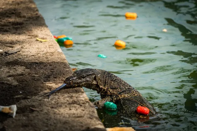 A wild water monitor (Varanus salvator) is seen swimming between colorful popcorn snacks at a Lumphini public park in Bangkok, Thailand on March 27, 2022. (Photo by Matt Hunt/Neato/Rex Features/Shutterstock)