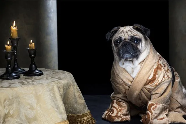 “The Pugs of Westeros” sees Roxy, Blue and Bono playing doggy versions of the main characters, including conniving King Joffrey. The pugs’ owners, Phillip Lauer (57) and his wife Sue (47), have been dressing their pugs up as characters from cinema and TV since they were puppies. They jumped at the chance of creating a picture series based on one of their favourite shows. Sue spent two weeks just creating the Iron Throne alone but it was well worth it. (Photo by Phillip Lauer)