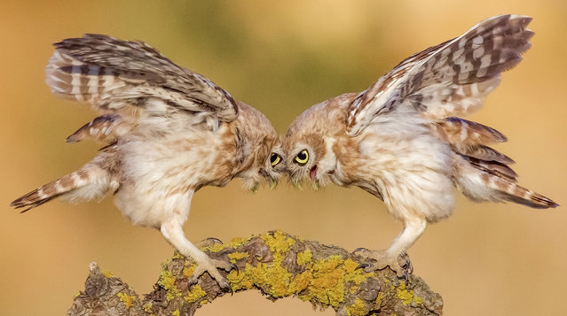 A pair of little owls butt heads in the desert in Negev, Israel early September 2024. The play fighting helps develop their social and hunting skills under the watchful eye of their mother. (Photo by David Manusevich/Solent News)