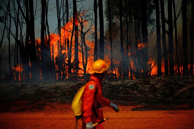 A firefighter walks in front of flames rising from a wildfire in an area of National Forest Brasilia, in Brasilia, Brazil on September 4, 2024. (Photo by Adriano Machado/Reuters)