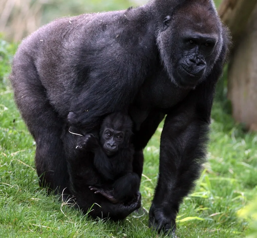 Kukena, Bristol Zoo's Baby Gorilla Starts To Walk