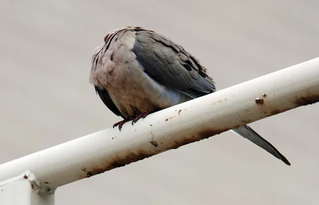 In this photo taken on Wednesday, July 9, 2014, an optical illusion makes a bird seem headless as it twists its head backwards while sits on a rail at a parking lot in Rochester, N.Y. (Photo by Carlos Ortiz/AP Photo/Democrat & Chronicle)