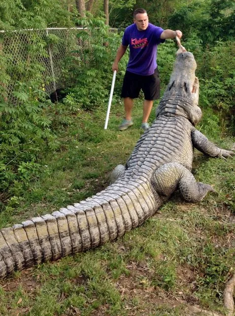 A member of the team feeding Crush at Klieberts Alligator Farm, in Hammond, Louisiana. (Photo by Barcroft Media)