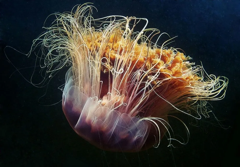 Giant Jellyfish (Cyanea capillata)