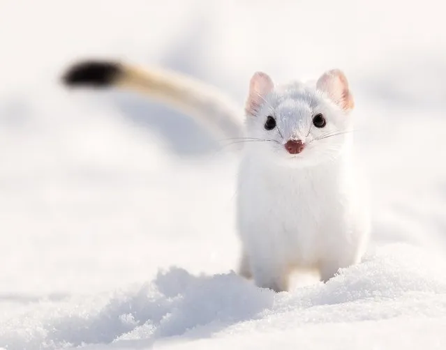 On Dale A. Browne’s first trip to Yellowstone, he “got the best shot” he’d ever taken after chasing this weasel for 30 minutes. The trip for the 58-year-old from Manassas, Va., was a gift from his wife and an opportunity to improve his photography skills with the help of guide and professional photographer Tom Murphy. (Murphy did not assist in the taking of this photo). (Photo by Dale A. Browne)