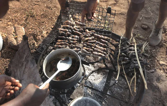 In this photo taken Saturday, September 23, 2017, mice are cooked on a fire after being caught in a cornfield in Chidza, Masvingo Province, Zimbabwe. (Photo by Tsvangirayi Mukwazhi/AP Photo)