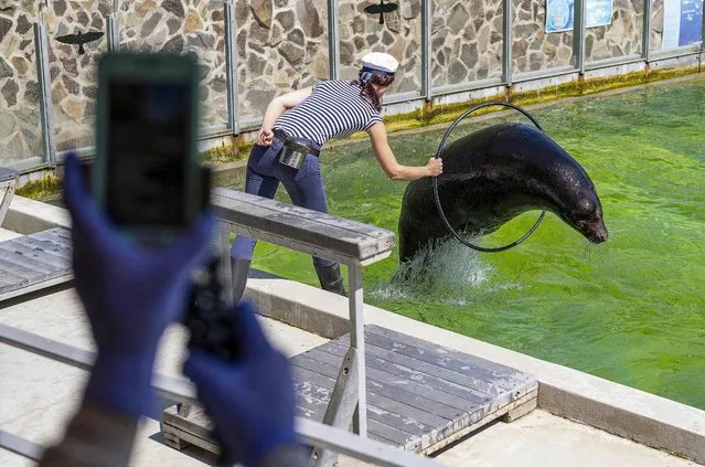 A California sea lion (Zalophus californianus) performs during an online show at the Nyiregyhaza Animal Park in Nyiregyhaza, Hungary, 24 April 2020, amid the ongoing coronavirus COVID-19 pandemic. The closed zoo offered the show for virtual visitors due to the lockdown to prevent the spread of the SARS-CoV-2 coronavirus which causes the COVID-19 disease. (Photo by Attila Balazs/EPA/EFE/Rex Features/Shutterstock)