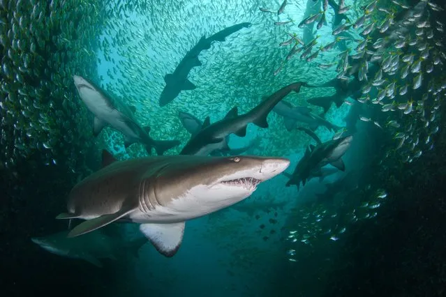 Conservation Photographer of the Year (Hope) – Winner – Nicolas Remy. An aggregation of critically endangered grey nurse sharks off the coast of New South Wales, Australia. (Photo by Nicolas & Léna Remy/Ocean Photographer of the Year 2022)