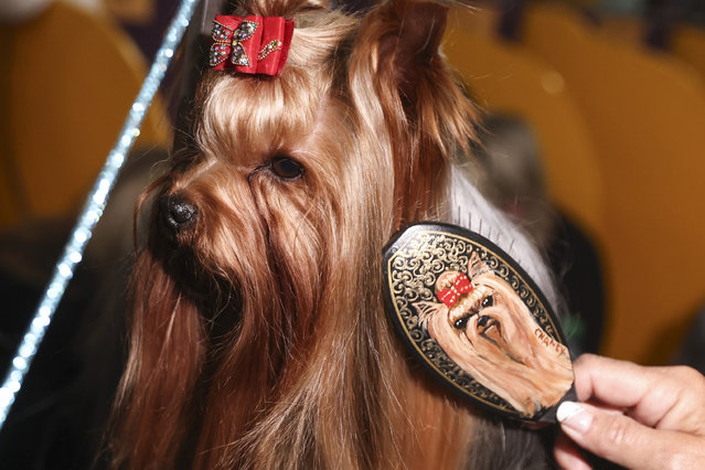 Yorkshire Terriers are groomed in the benching area at the 149th Westminster Kennel Club Dog show, Monday, February 10, 2025, in New York. (Photo by Heather Khalifa/AP Photo)
