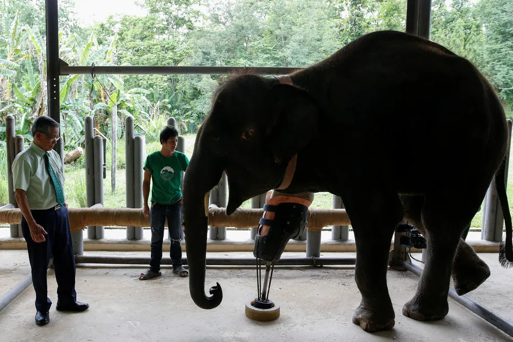 Elephant Gets New Leg