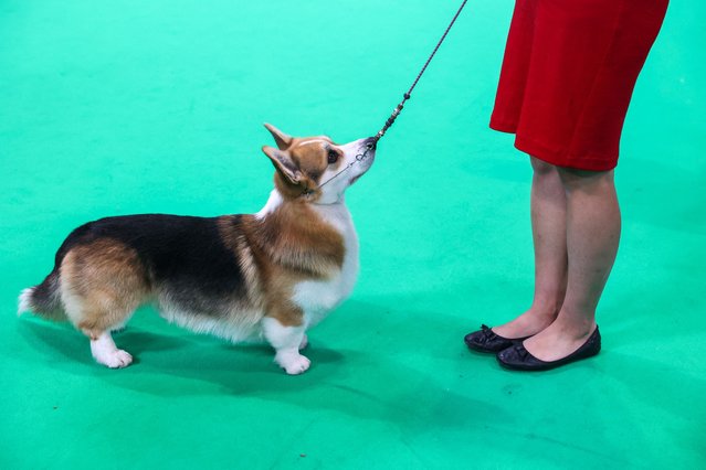A Welsh Pembroke Corgi is judged during the final day of the Crufts dog show in Birmingham, Britain, on March 9, 2025. (Photo by Temilade Adelaja/Reuters)
