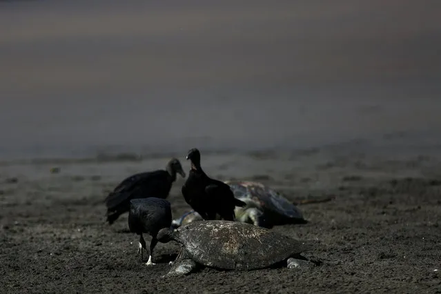 Black Buzzards gather around the carcass of a sea turtle at Shalpa beach in Jicalapa, El Salvador, November 22, 2017. Hundreds of turtles were found in the coast of El Salvador in the last days. According to the officials of the Environment Ministry turtles were poisoned by “saxitoxins” or potent neurotoxins that lead to paralysis, linked to a so-called red tide algal bloom. (Photo by Jose Cabezas/Reuters)