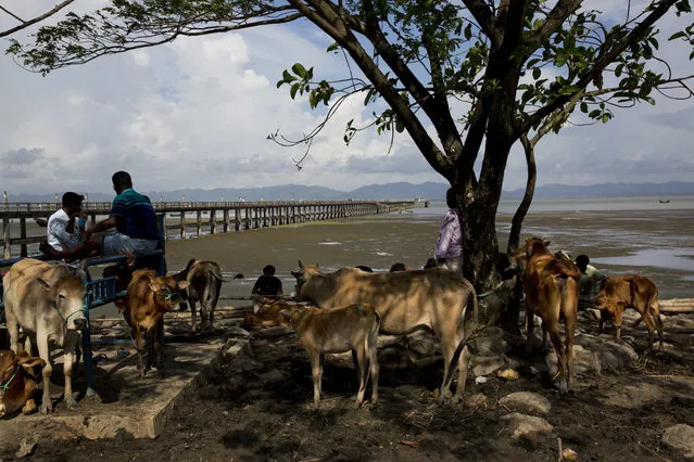In this September 21, 2017 photo, cattle traders wait for customers at a livestock market in Shah Porir Dwip, an island by the Bay of Bengal at Bangladesh’s southern tip. (Photo by Bernat Armangue/AP Photo)