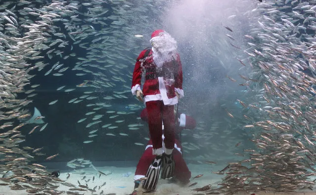 South Korean divers clad in Santa Claus costume swim with sardines at The Coex Aquarium on December 8, 2012 in Seoul, South Korea. Even though the official religion of South Korea is Buddhism, about 30 percent of it is Christian and Christmas is one of the biggest holidays to be celebrated in South Korea.  (Photo by Chung Sung-Jun)
